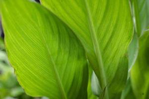 tropiska gröna blad växt bakgrund foto