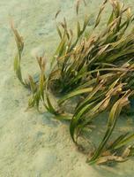sjögräset växer vid kustlinjen Samui Island. foto