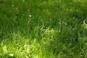 grönt gräs textur bakgrund. gräsbevuxen yta av grön färg. foto