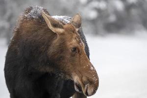 vinter älg manitoba foto