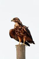 swainson hawk prairie foto