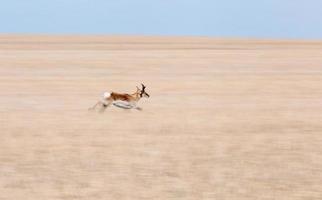 pronghorn antilop saskatchewan foto