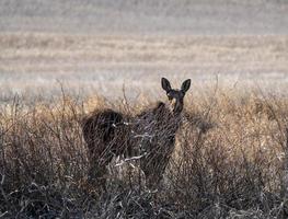 vild älg saskatchewan foto