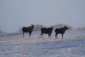 älg i snöstorm foto