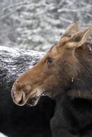 vinter älg manitoba foto