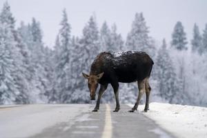 vinter älg manitoba foto