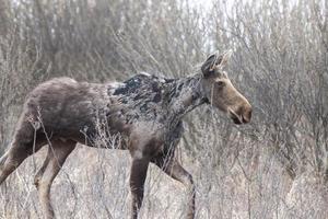 älg i saskatchewan foto