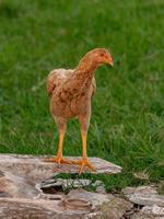 husdjur kyckling foto