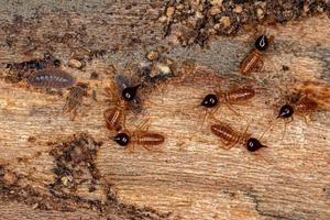 små nasuta termiter foto