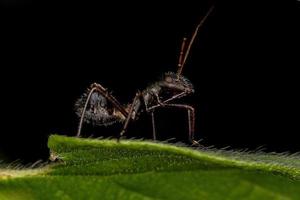 bredhövdad insektsnymf foto