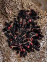 grupp av svarta larver foto
