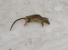 död råtta som ligger i snön en vinterdag foto
