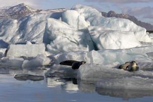 jokulsarlon glaciärlagun, island foto