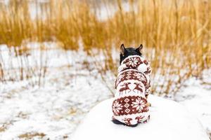 en hund i vinterkläder sitter mitt emot floden i snöväder. husdjur på vintern. foto