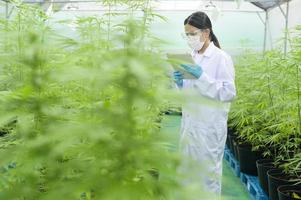 koncept av cannabisplantage för medicinsk, en vetenskapsman som använder tablett för att samla in data om cannabis sativa inomhusgård foto