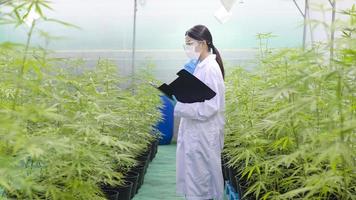 begreppet cannabisplantage för medicinsk, en vetenskapsman samlar in data om cannabis sativa inomhusgård foto