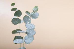 eukalyptusblad på en färgad bakgrund. blågröna blad på grenar för abstrakt naturlig bakgrund eller affisch foto