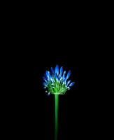 en blå blomma på en svart bakgrund foto
