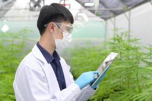 koncept av cannabisplantage för medicinsk, en vetenskapsman som använder tablett för att samla in data om cannabis sativa inomhusgård foto