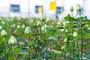 närbild av en ros på en suddig blommig bakgrund i ett växthus foto