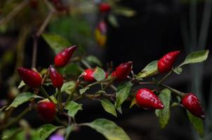 röd chilipeppar växter. växter och sommar bakgrund foto