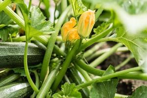 färsk organisk zucchini som växer i trädgården foto