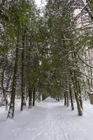 snötäckta trädkronor i vinterbotaniska trädgården, minsk foto