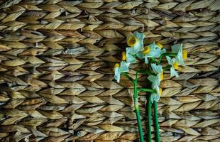 påsk blommigt kort koncept med påskliljor foto