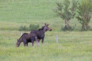 prairie moose kanada foto