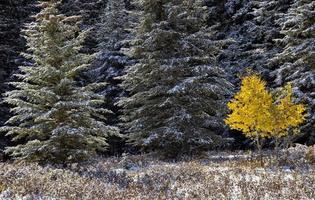 cypress hills första snöfall foto