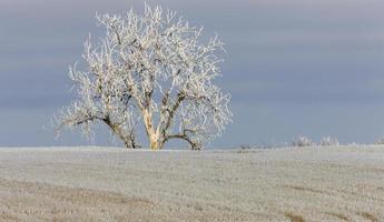 vinterfrost saskatchewan foto