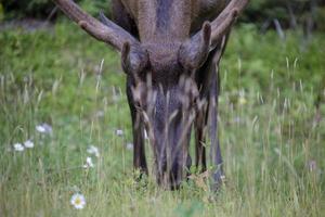 vild älg kanada foto