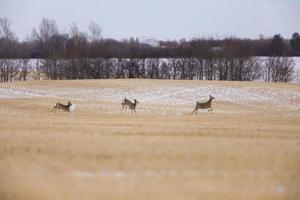 vinterfrost saskatchewan foto