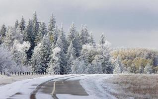cypress hills första snöfall foto