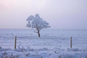 vinterfrost saskatchewan foto