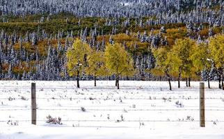 höstfärger kananaskis foto