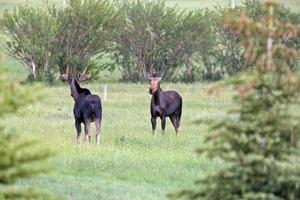 prairie moose kanada foto