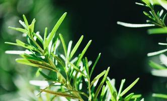 rosmarin växt blad i trädgården natur grön bakgrund - rosmarinus officinalis ört och ingrediens för mat foto