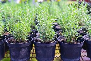 rosmarinväxt i kruka i den naturliga örtgården plantskola växtträdgård, liten färsk rosmarin ört växer i en blomkruka inomhus foto