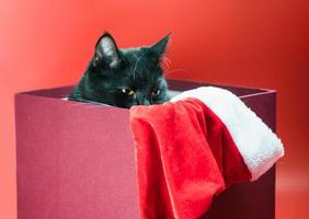 julfläckig slug katt som kikar ut ur en presentförpackning foto