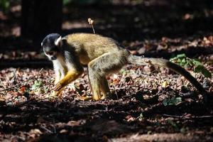 boliviansk ekorreapa. däggdjur och däggdjur. landvärlden och faunan. djurliv och zoologi. foto