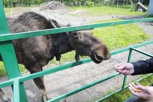 älg i reservatet i kostroma. 11 juni 2018. foto