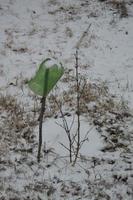 plantor av unga träd på vintern i snön foto