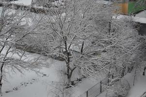 snötäckta grenar och trädstammar i staden foto