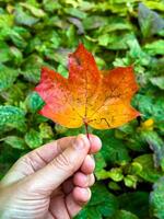 en närbild skott av en hand innehav en ljus, orange röd lönn blad mot en bakgrund av frodig grön lövverk. de kontrasterande färger fånga de väsen av höst, highlighting de säsong övergång som foto