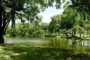 vackert grönt gräs i parken foto