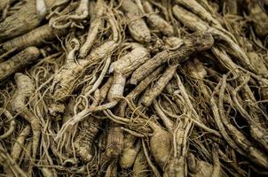 koreansk vild ginseng foto