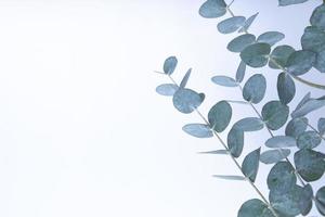 eukalyptusblad på vit bakgrund. blågröna blad på grenar för abstrakt naturlig bakgrund eller affisch foto