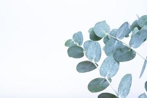 eukalyptusblad på vit bakgrund. blågröna blad på grenar för abstrakt naturlig bakgrund eller affisch foto