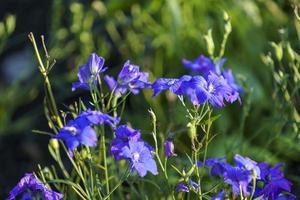 naturligt landskap med vackra blå blommor foto